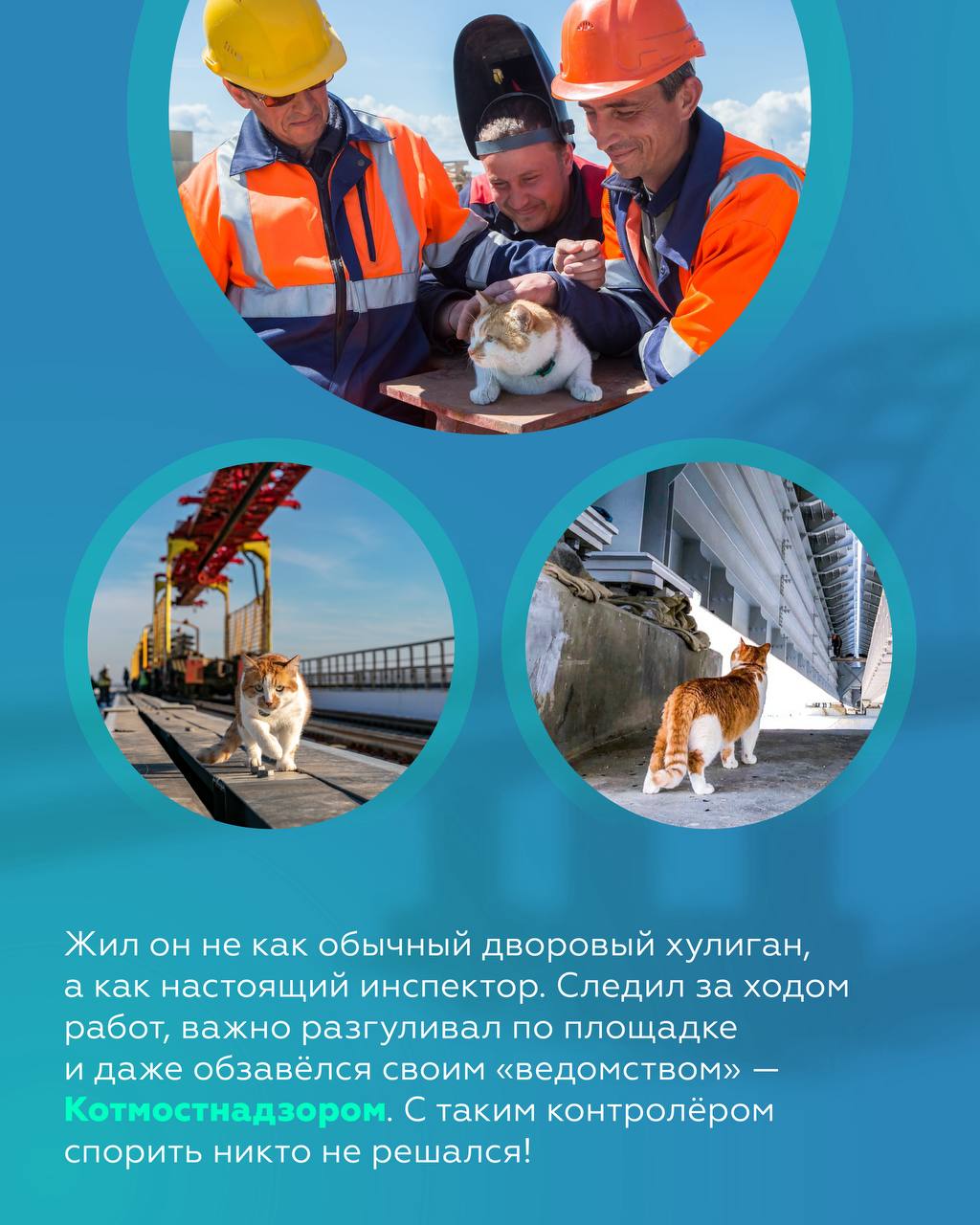 Усатый строитель: история кота Мостика Усатый строитель: история кота Мостика