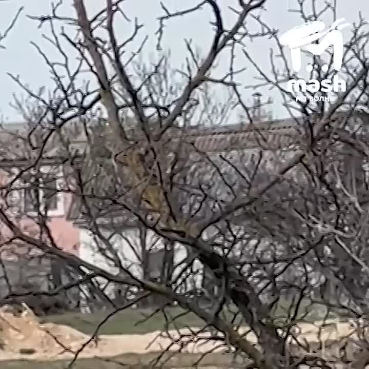 Агрессивная свора из Юхариной балки продолжает убивать всё живое