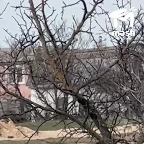 Агрессивная свора из Юхариной балки продолжает убивать всё живое