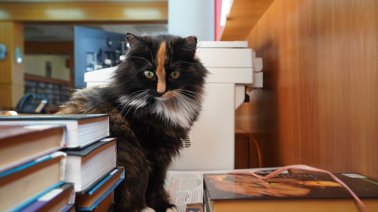 От уличной бродяги до любимицы университета: Как кошка Матильда стала хранительницей библиотеки КФУ От уличной бродяги до любимицы университета: Как кошка Матильда стала хранительницей библиотеки КФУ