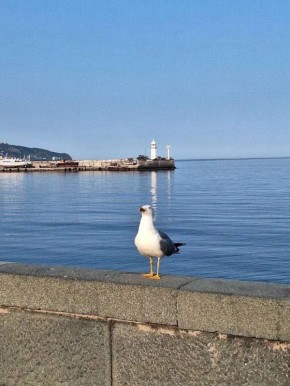 Янина Павленко: С добрым утром, город счастья! Пернатой и хвостатой милоты вам в ленту – с улочек любимой Ялты
