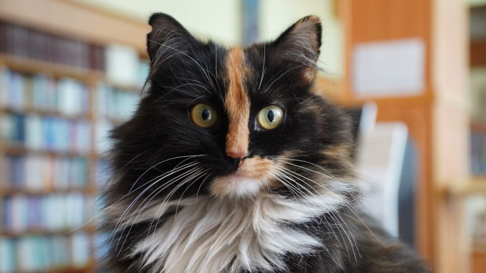 �� ������� ������� �� �������� ������������: ��� ����� �������� ����� �������������� ���������� ���