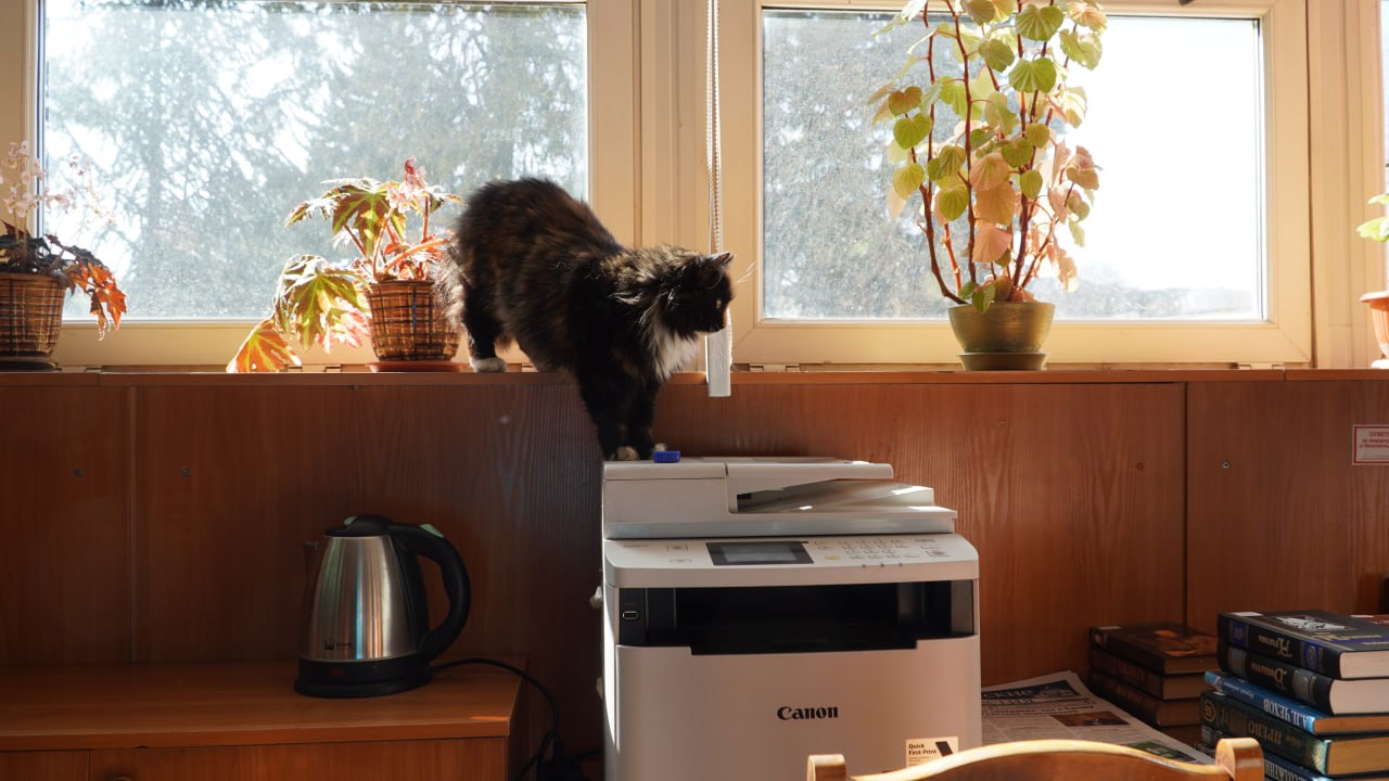 От уличной бродяги до любимицы университета: Как кошка Матильда стала хранительницей библиотеки КФУ От уличной бродяги до любимицы университета: Как кошка Матильда стала хранительницей библиотеки КФУ