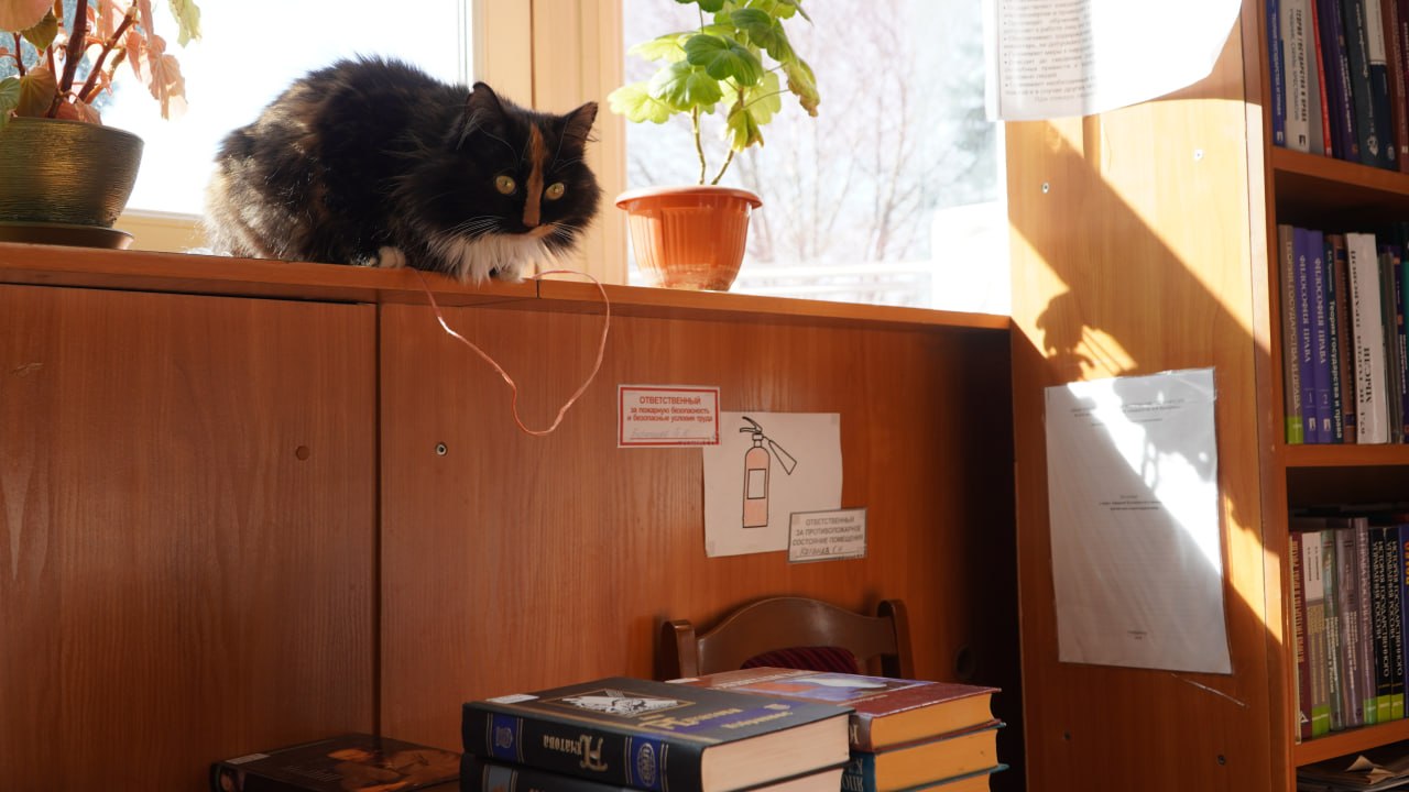 От уличной бродяги до любимицы университета: Как кошка Матильда стала хранительницей библиотеки КФУ От уличной бродяги до любимицы университета: Как кошка Матильда стала хранительницей библиотеки КФУ