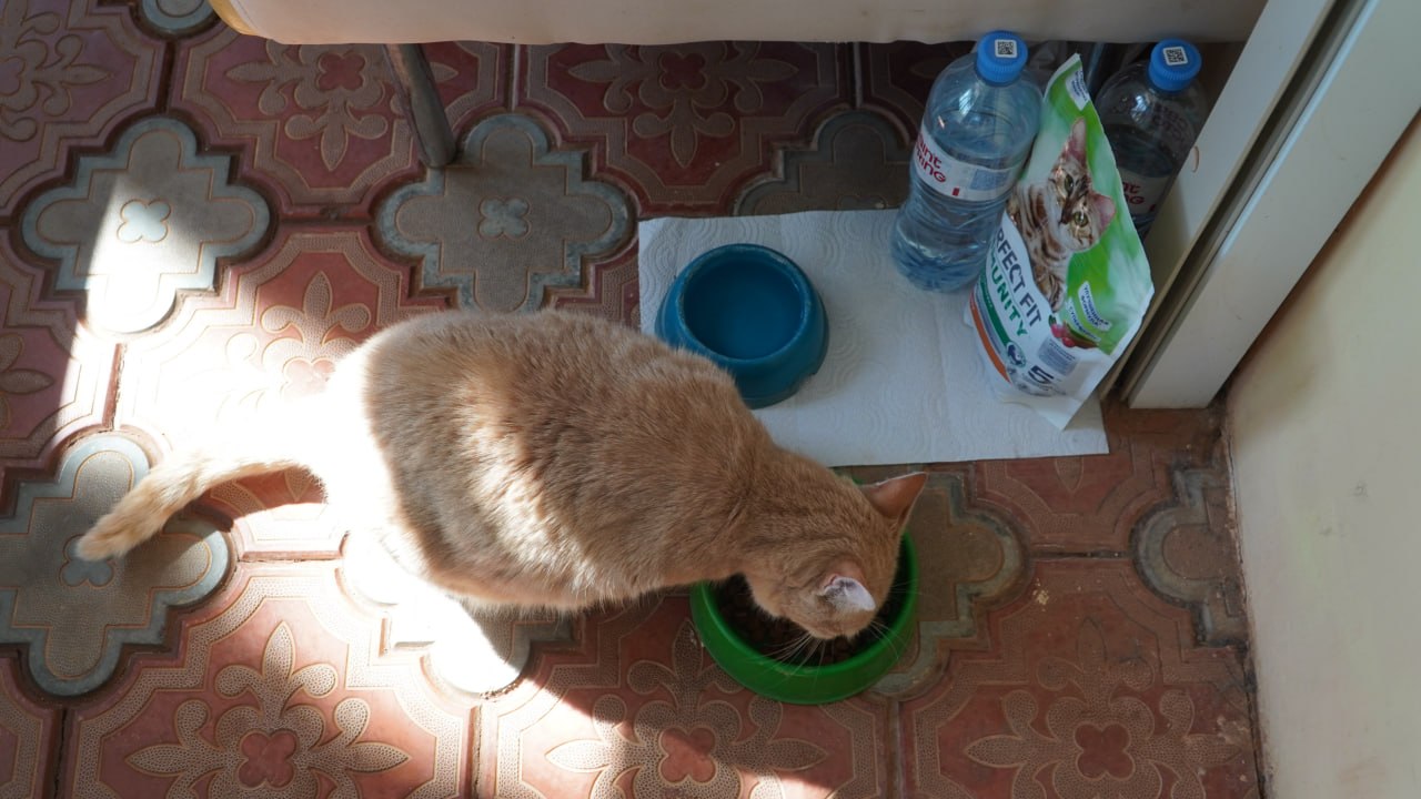 Любит наблюдать за мячами и позировать с кубками Любит наблюдать за мячами и позировать с кубками