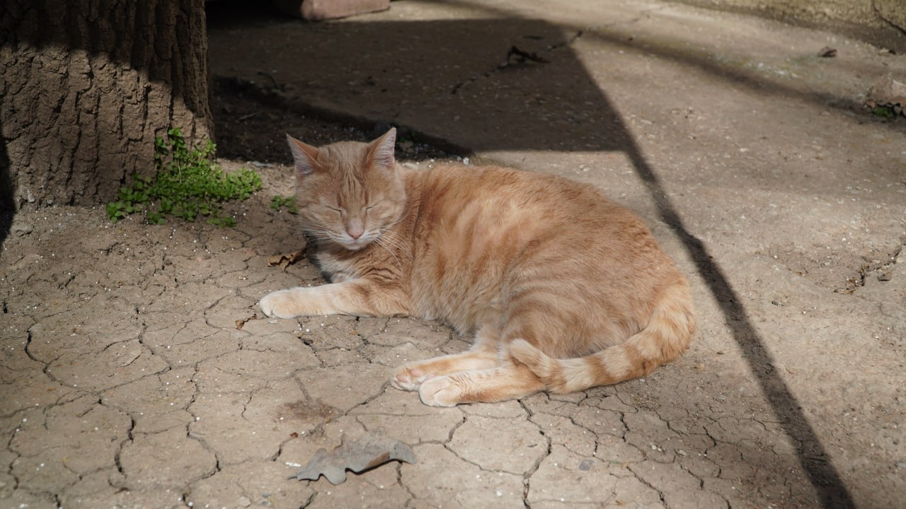 Любит наблюдать за мячами и позировать с кубками Любит наблюдать за мячами и позировать с кубками
