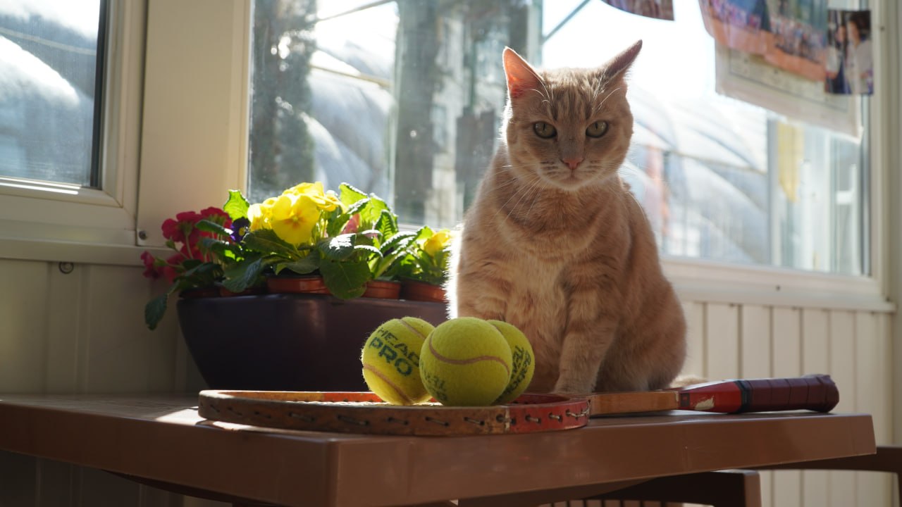 Любит наблюдать за мячами и позировать с кубками