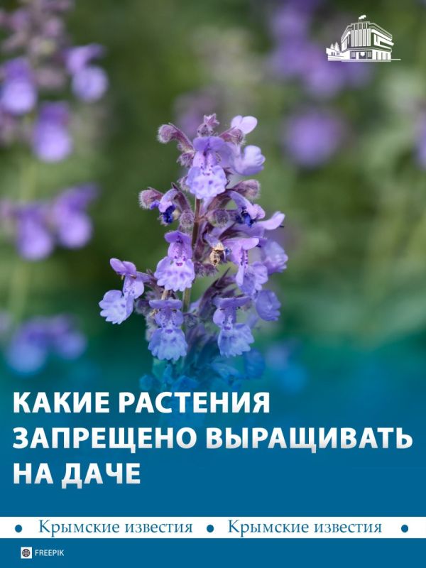 ���� ���������� �� ���� ���� ��� ������, �� ����� �������� �����