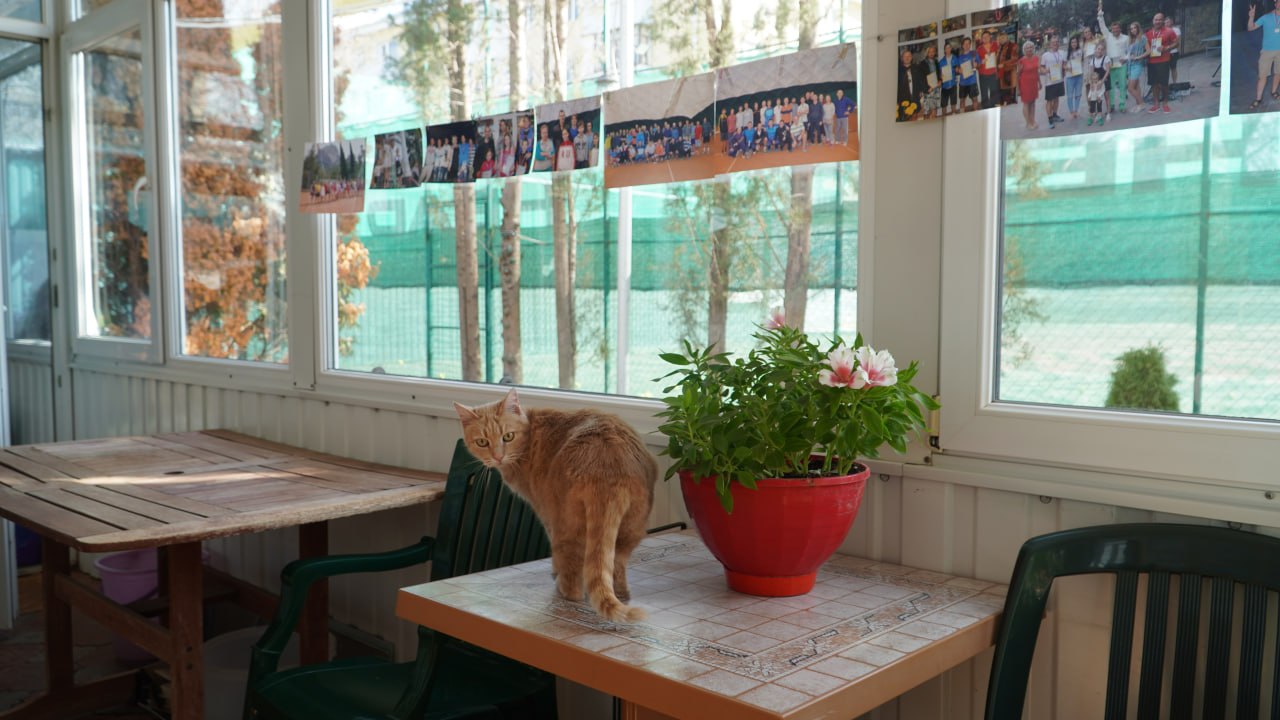 Любит наблюдать за мячами и позировать с кубками Любит наблюдать за мячами и позировать с кубками