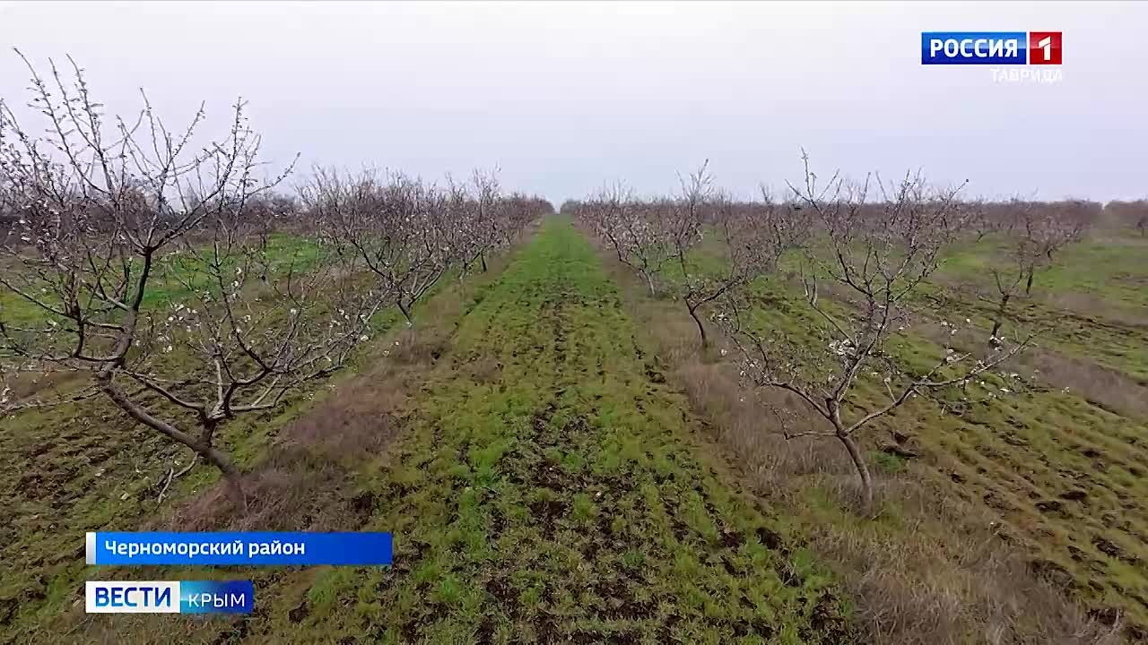 В Крыму расцвёл миндаль — увидеть эти красивые растения можно буквально по всему полуострову