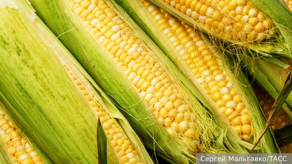 Сразу в семь раз вырос экспорт российской кукурузы в Турцию в этом году