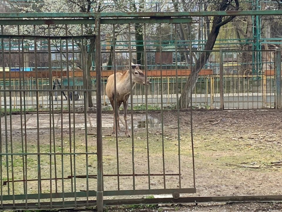 Рога на полку. Олень по кличке Степан из Симферопольского зооуголка расстался со своими рогами Рога на полку. Олень по кличке Степан из Симферопольского зооуголка расстался со своими рогами