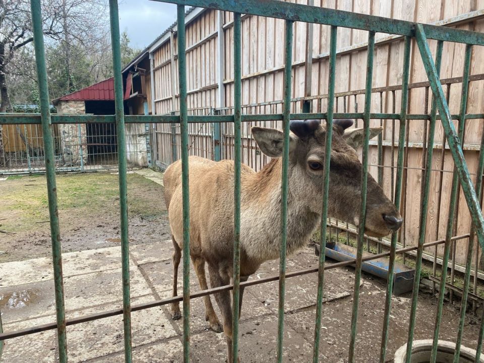 Рога на полку. Олень по кличке Степан из Симферопольского зооуголка расстался со своими рогами Рога на полку. Олень по кличке Степан из Симферопольского зооуголка расстался со своими рогами