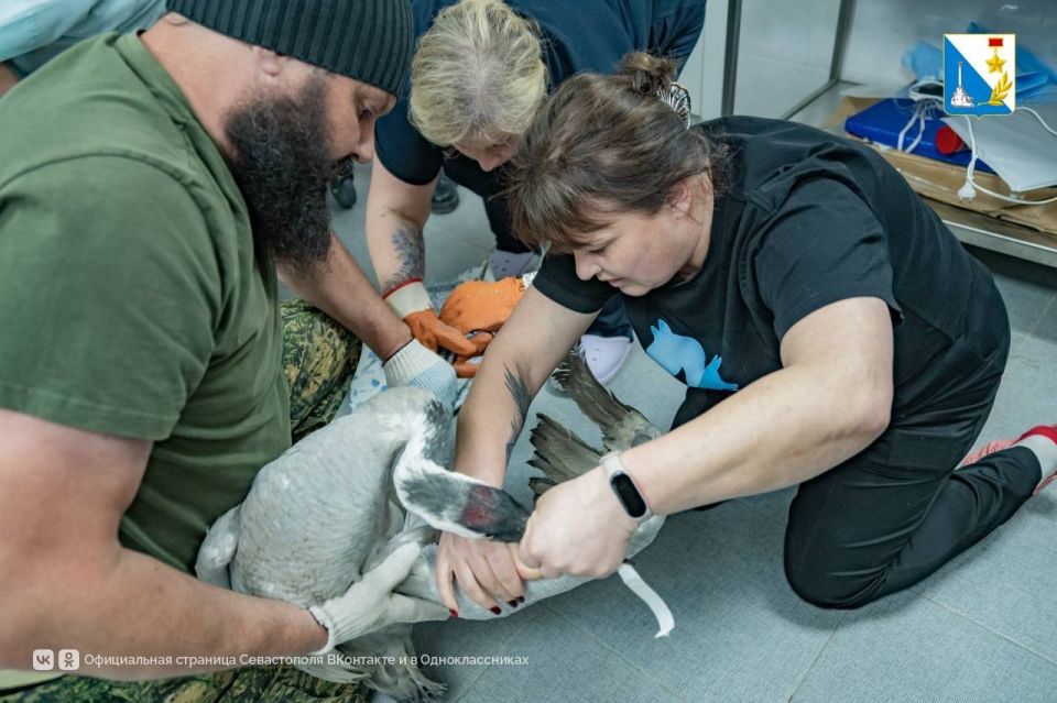 � ����������� ������ ���� ��������