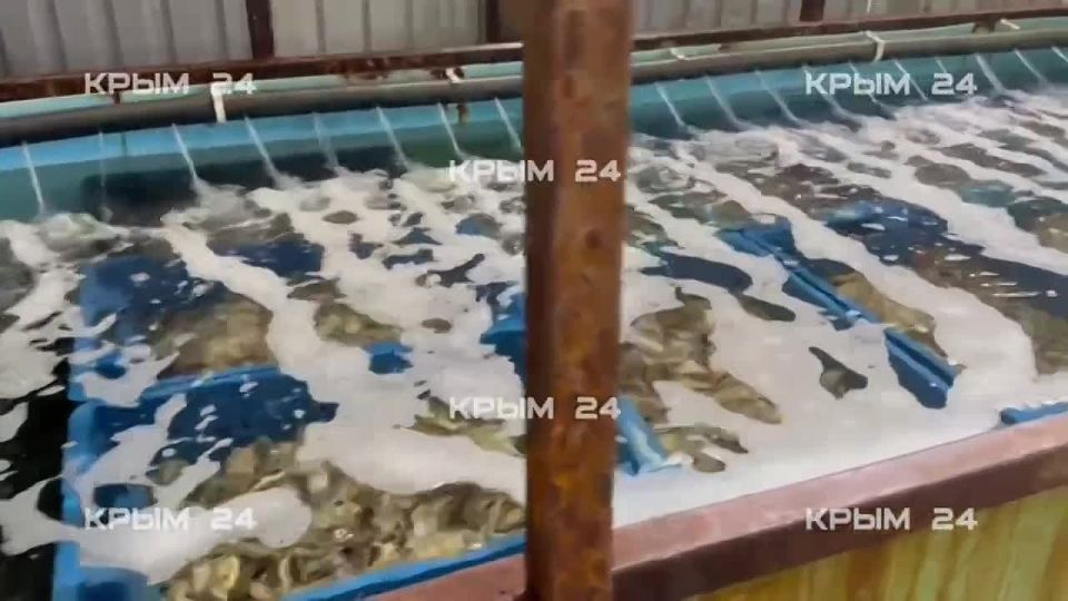 ��������������� ����������� �� �������������� ����������� ������ ������� ������������ �� 7 ��� ������