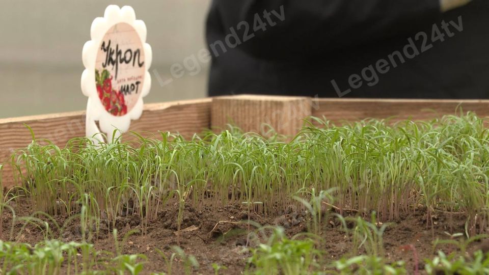 Сбор весеннего урожая начался в теплицах севастопольских школ Сбор весеннего урожая начался в теплицах севастопольских школ