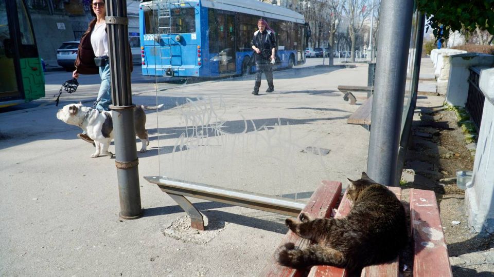 Пушистый символ Севастополя: как кошка Мася 14 лет живёт на остановке и лечит людей массажем Пушистый символ Севастополя: как кошка Мася 14 лет живёт на остановке и лечит людей массажем