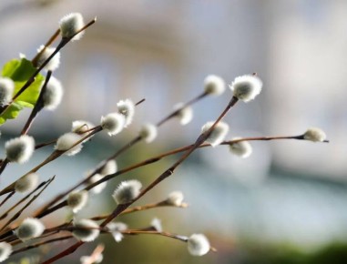 ��������� �������: ������� ������������ ��������� ���������� ������ ������� - ���� ������ ������ � ���������