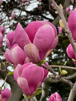 Цветущая Ялта. Почувствуйте этот аромат