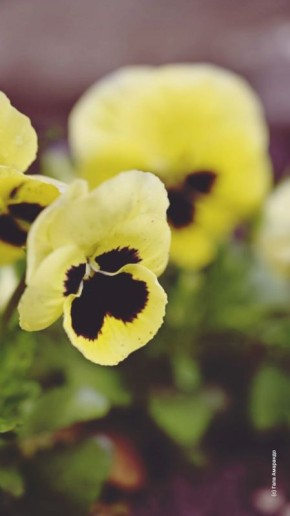 ����� �� ������, ��� ������ �����