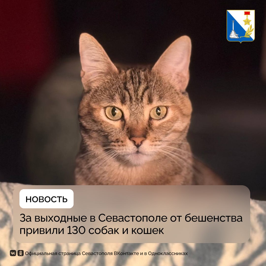 На этих выходных ветеринары привили от бешенства 130 домашних питомцев