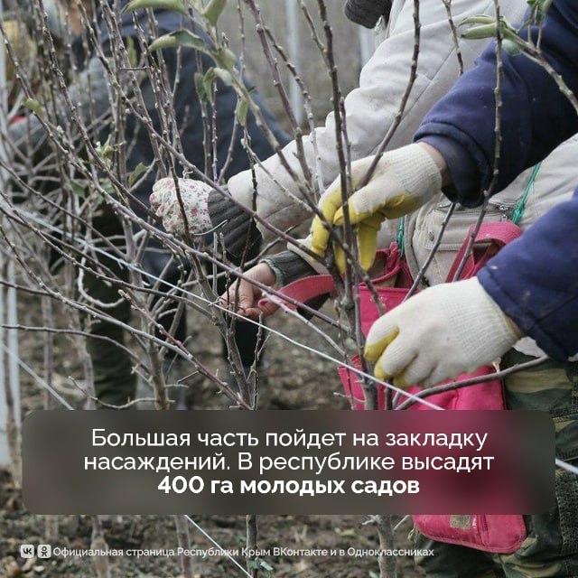 Площадь садов в Крыму почти достигла 17 тыс Площадь садов в Крыму почти достигла 17 тыс
