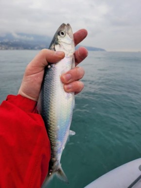 � ����� ��������� ���� �� ����� �������� ������� ��� ������� � ������� ��� �����������-�������� ������