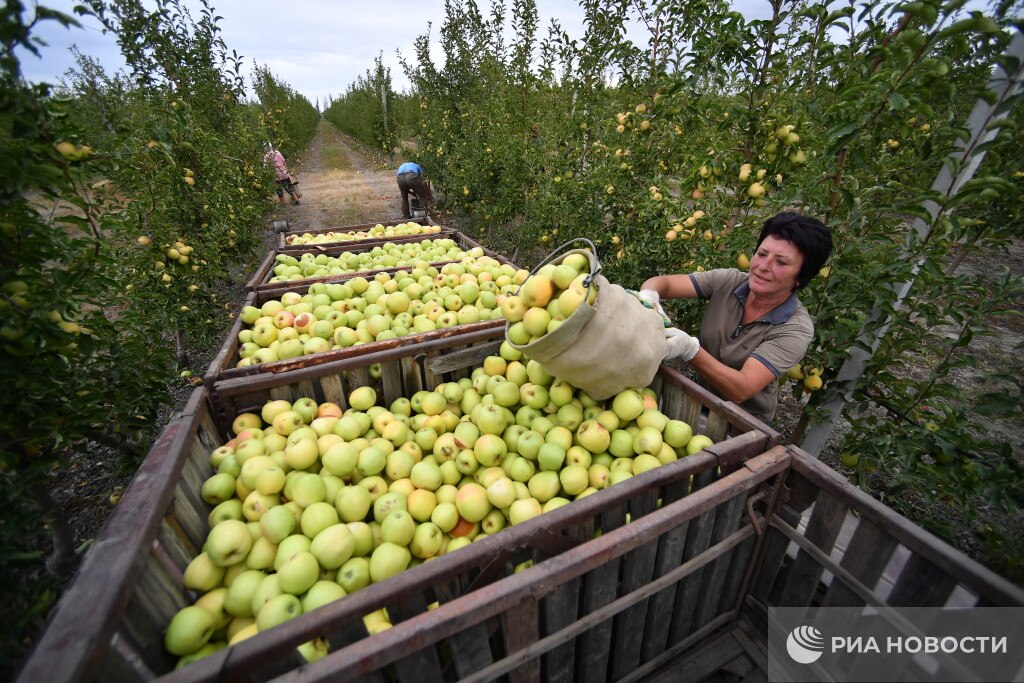 361 миллион рублей господдержки получили крымские садоводы в этом году