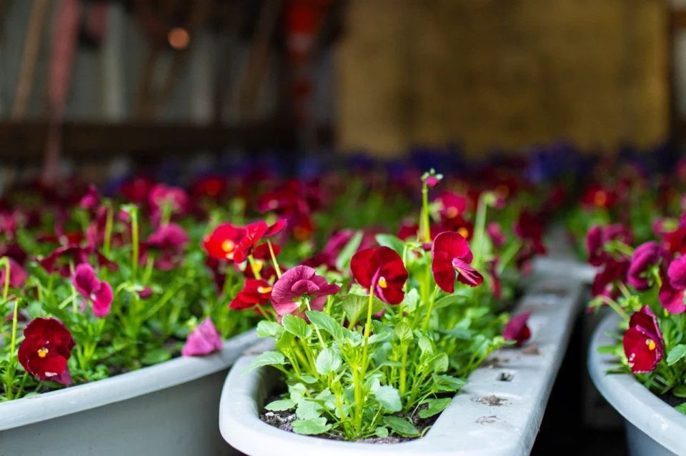 700 �����, � ������� �������� ����� 17 ����� ����, ������� ����� �����������