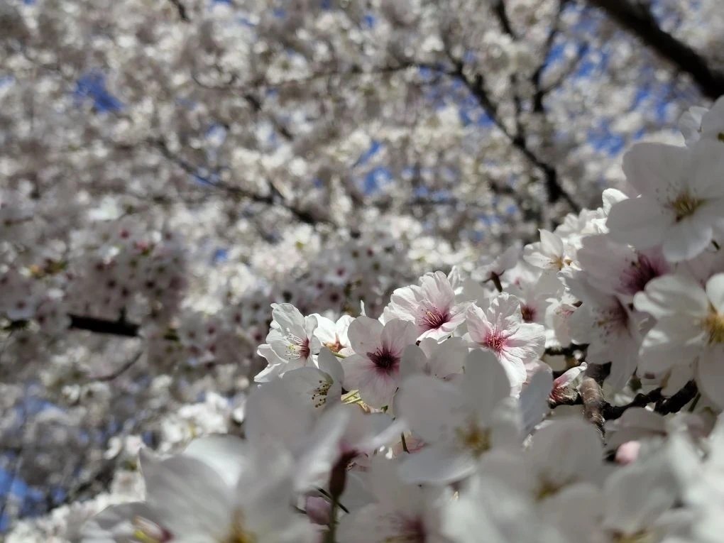 Севастопольская весна прекрасна в любую погоду!