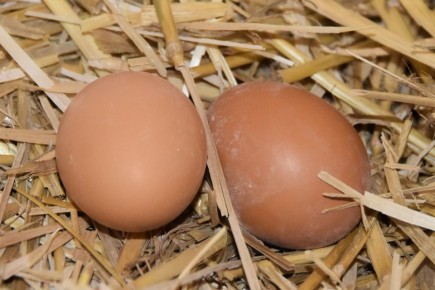 � ����� ����� ����� ��������� ������ ����