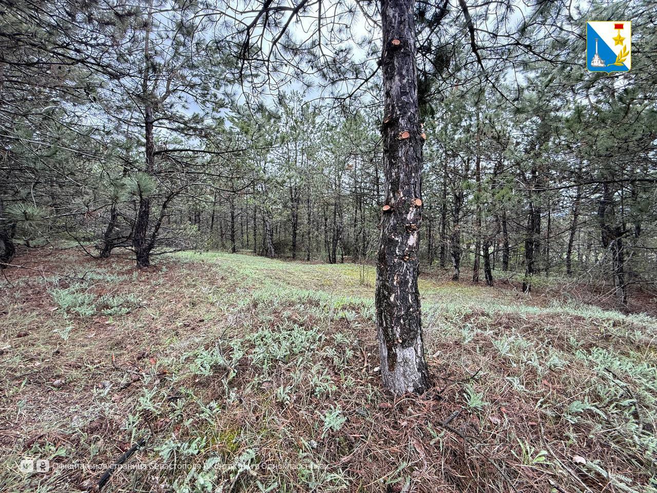 Севастопольские леса защищают от пожаров Севастопольские леса защищают от пожаров