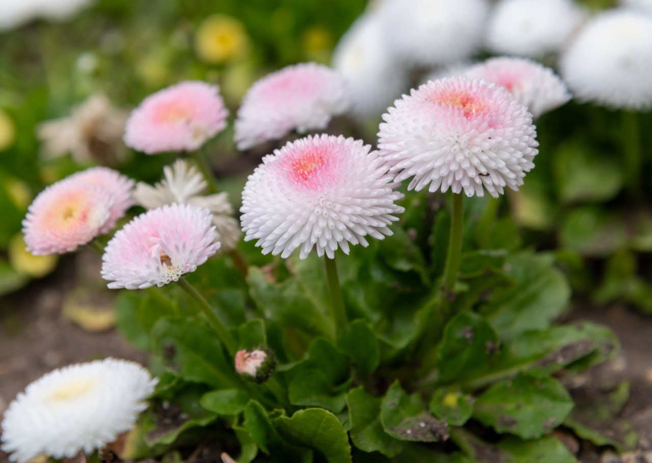 Никитский ботанический сад пестрит разноцветными растениями Никитский ботанический сад пестрит разноцветными растениями