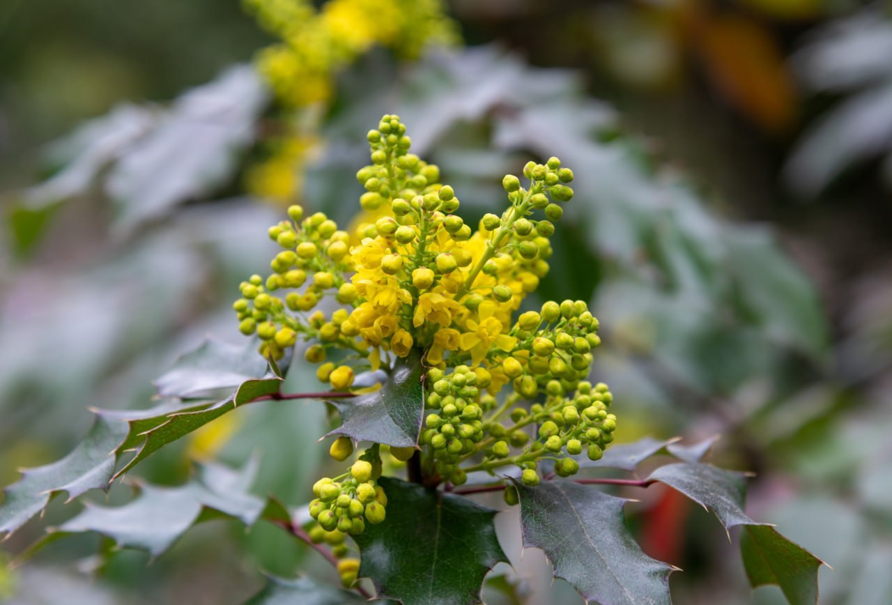 Никитский ботанический сад пестрит разноцветными растениями Никитский ботанический сад пестрит разноцветными растениями