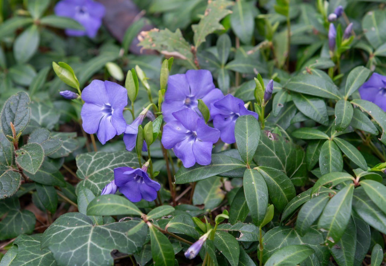 Никитский ботанический сад пестрит разноцветными растениями Никитский ботанический сад пестрит разноцветными растениями