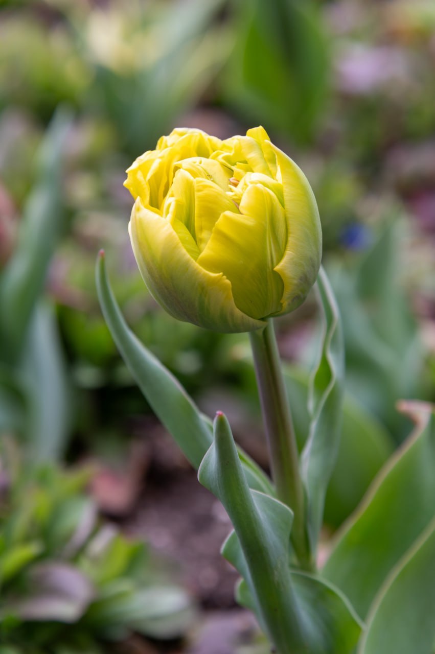 Никитский ботанический сад пестрит разноцветными растениями Никитский ботанический сад пестрит разноцветными растениями