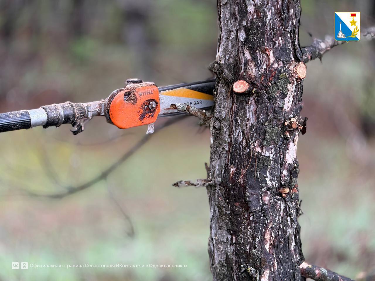 Севастопольские леса защищают от пожаров Севастопольские леса защищают от пожаров