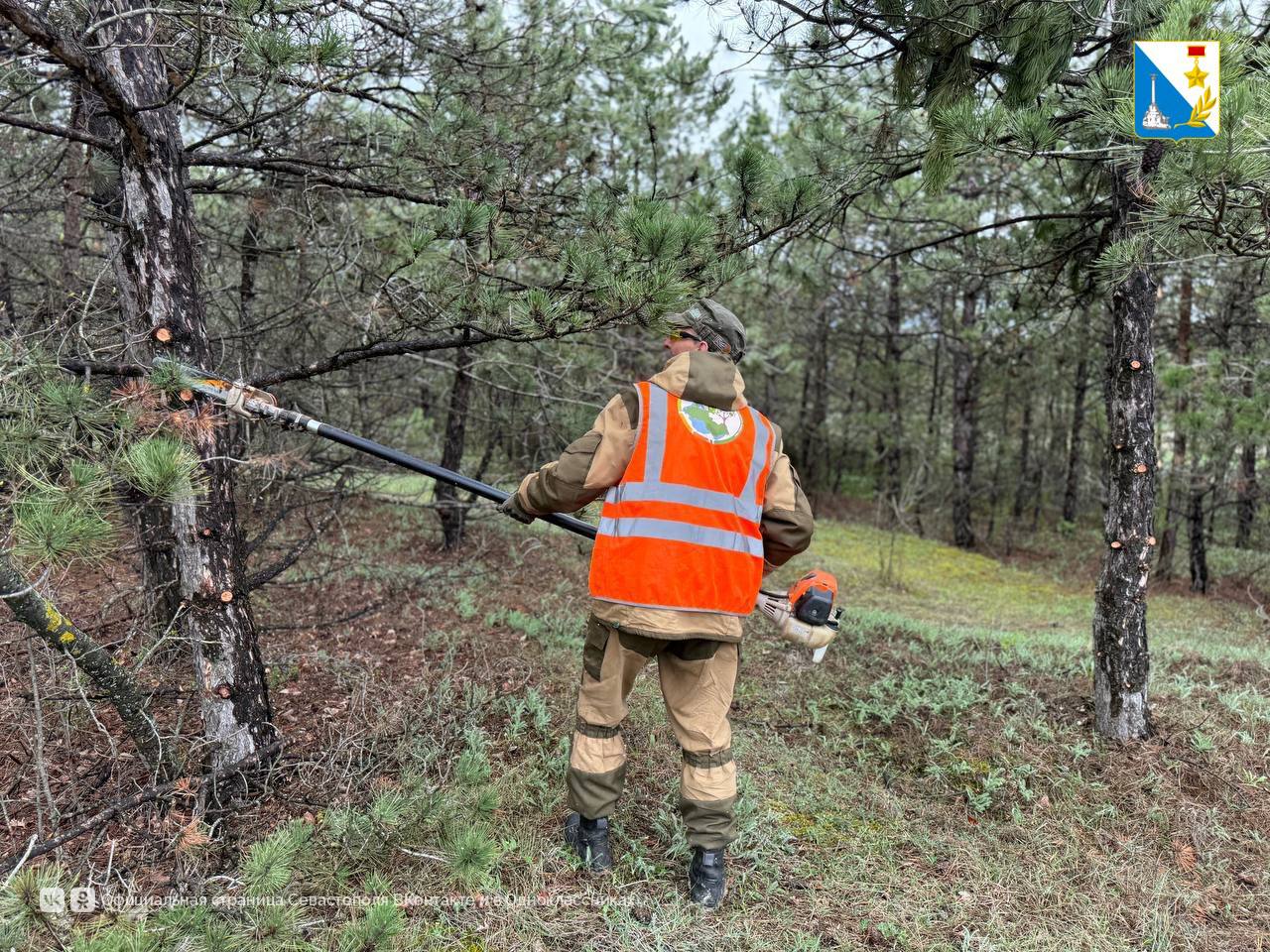 Севастопольские леса защищают от пожаров