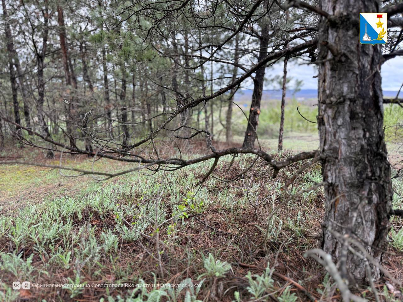 Севастопольские леса защищают от пожаров Севастопольские леса защищают от пожаров