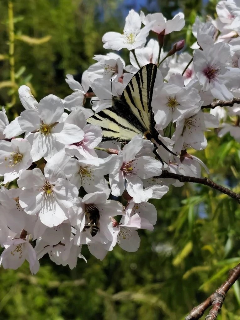 Севастопольская весна прекрасна в любую погоду! Севастопольская весна прекрасна в любую погоду!