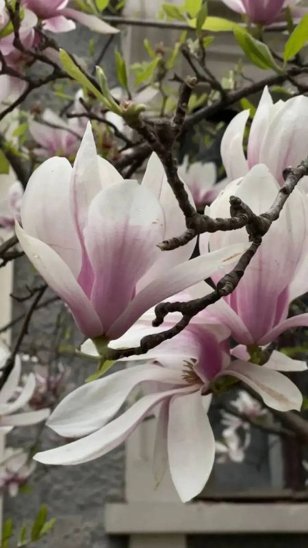 ����� ��������: ����� ������� ����� ������ ����� � ��������