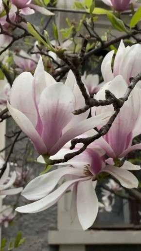 ����� ��������: ����� ������� ����� ������ ����� � ��������