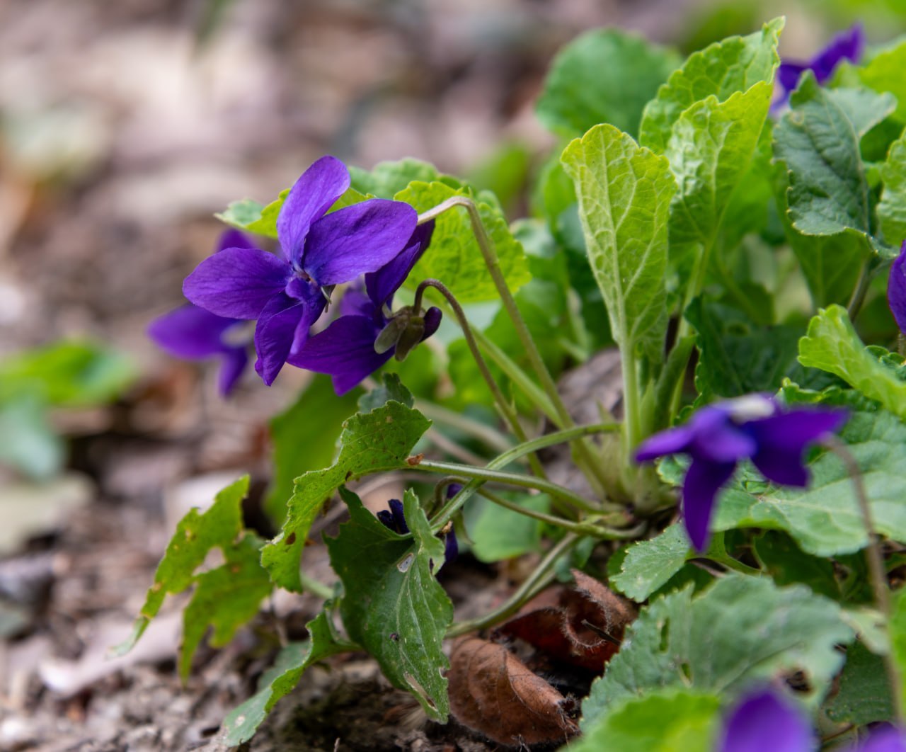 Никитский ботанический сад пестрит разноцветными растениями Никитский ботанический сад пестрит разноцветными растениями