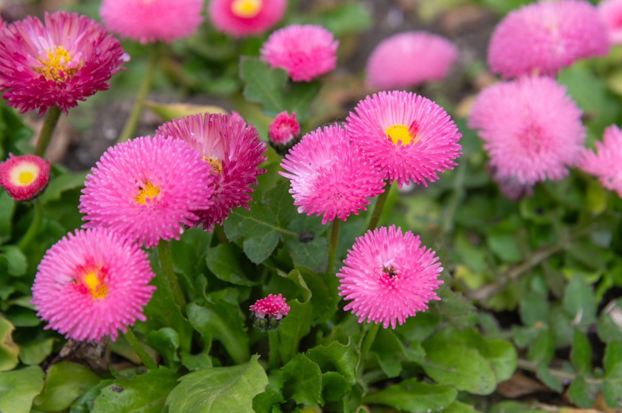 Никитский ботанический сад пестрит разноцветными растениями