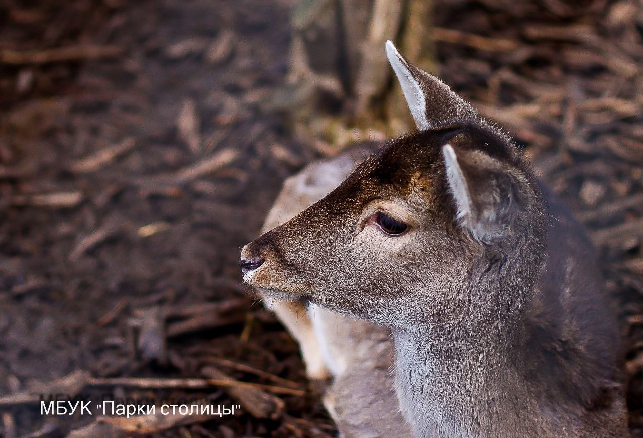Вот такие лани обитают в Симферопольском зооуголке Вот такие лани обитают в Симферопольском зооуголке