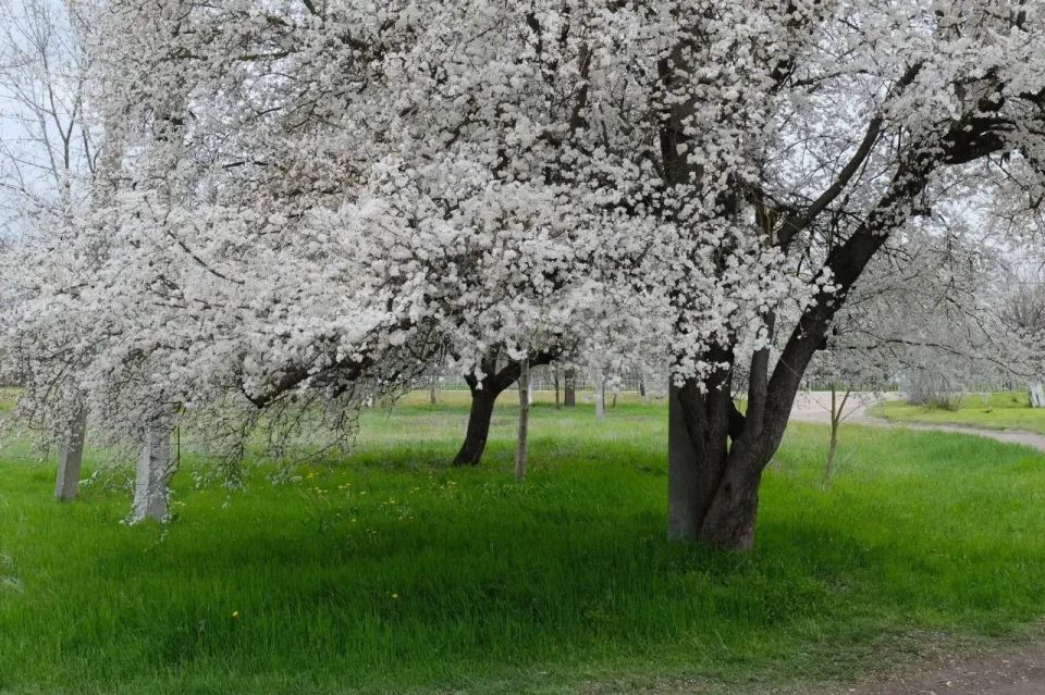 ����� ��������: ������ �������� �������� ����� ��������� ��-������