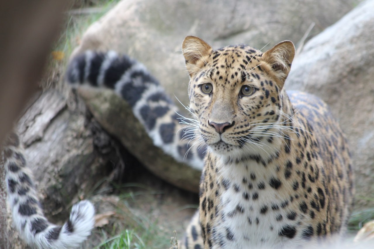 Россиянам предлагают выбрать имя для третьего котёнка дальневосточного леопарда Россиянам предлагают выбрать имя для третьего котёнка дальневосточного леопарда