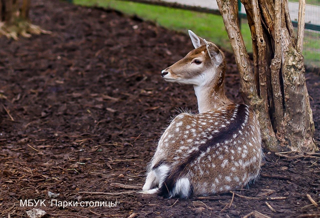 Вот такие лани обитают в Симферопольском зооуголке Вот такие лани обитают в Симферопольском зооуголке