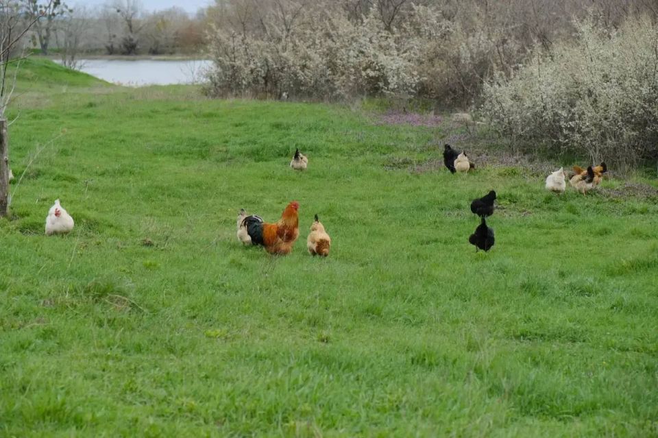 ����� ��������: ������ �������� �������� ����� ��������� ��-������