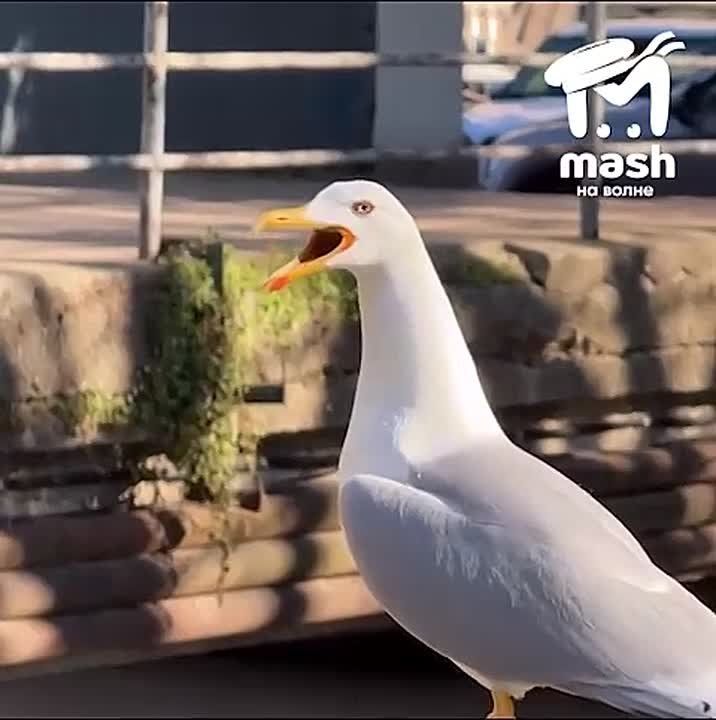 ��������� ����� �������������� ���� ��� ���